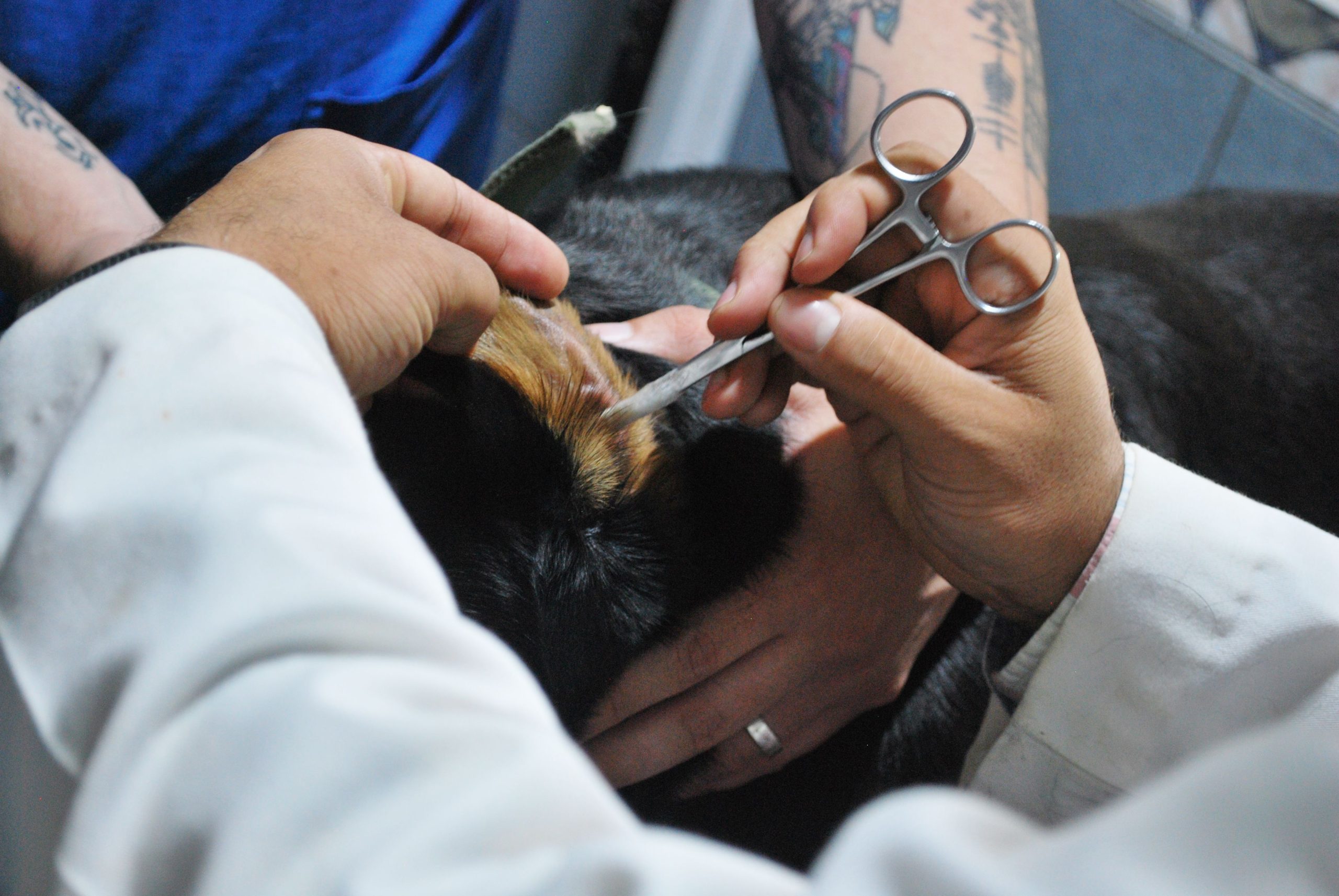 Cloud Based Veterinary Practice Management Software: 9 Features Every Modern Vet Clinic Needs