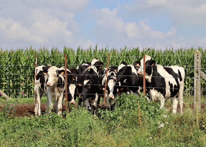 Dairy Cow Management Software: 9 Features for Smarter Herd Management