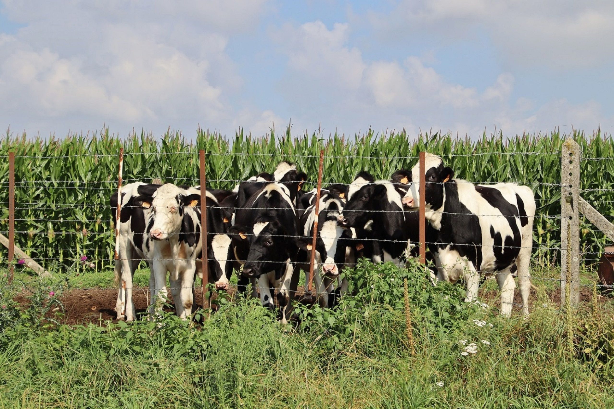 Dairy Cow Management Software: 9 Features for Smarter Herd Management