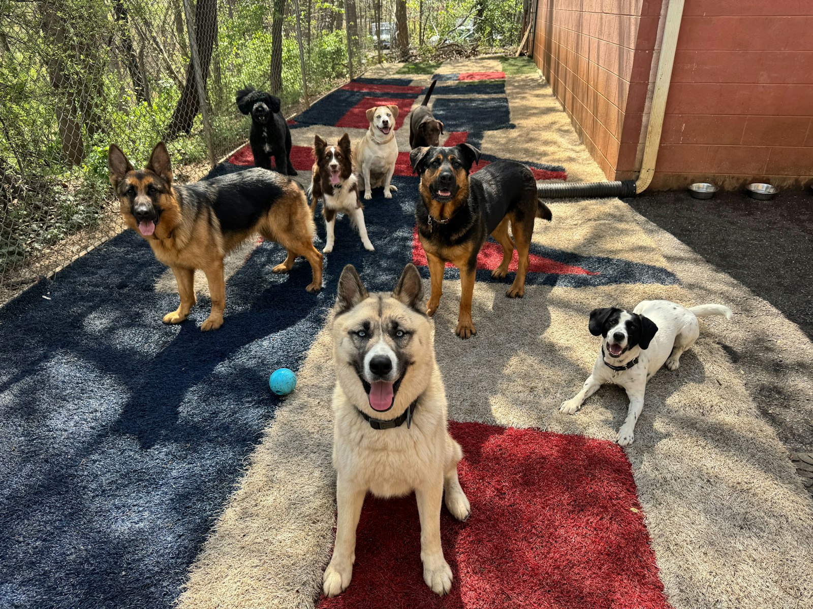 Dog Boarding Software: 10 Features That Make Kennel Management Easier