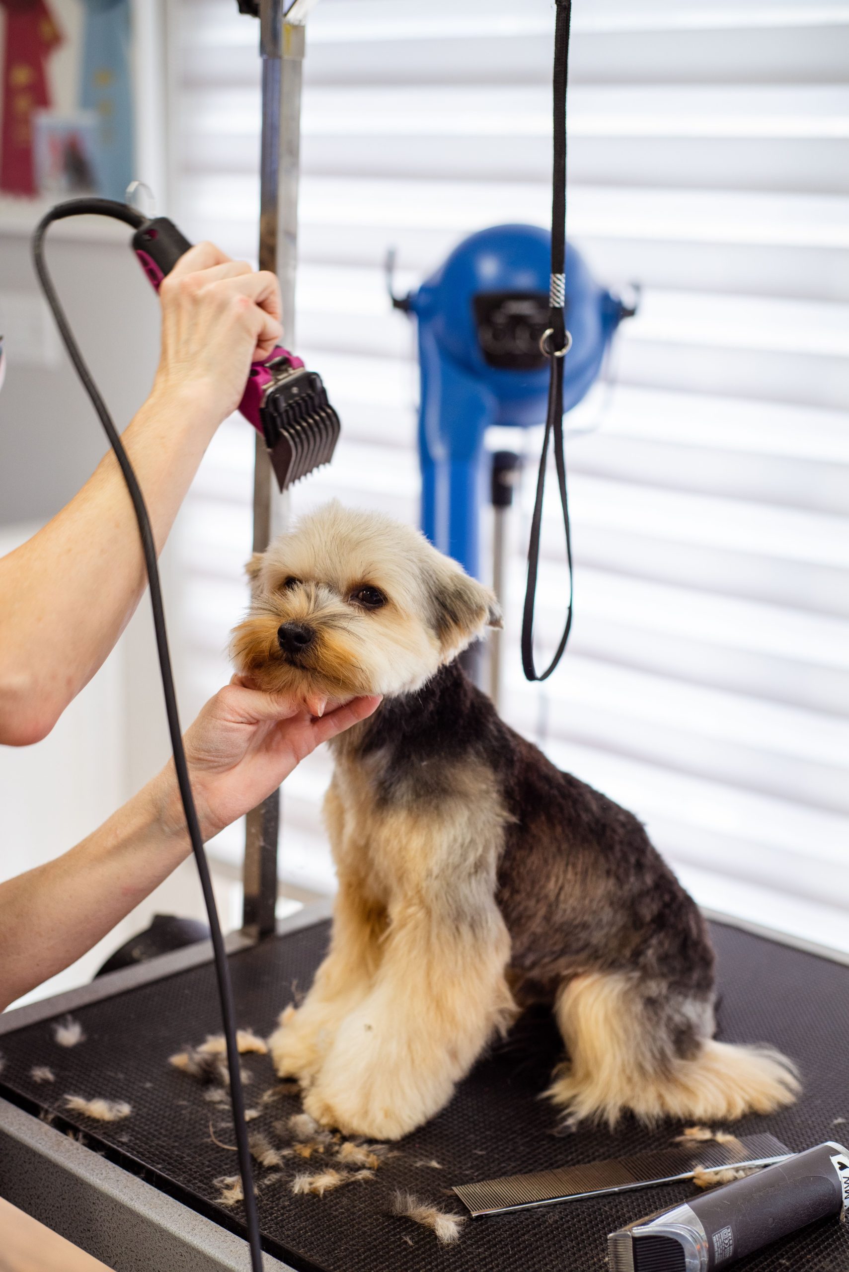 Dog Grooming Software: 9 Features That Make Salon Operations Easier