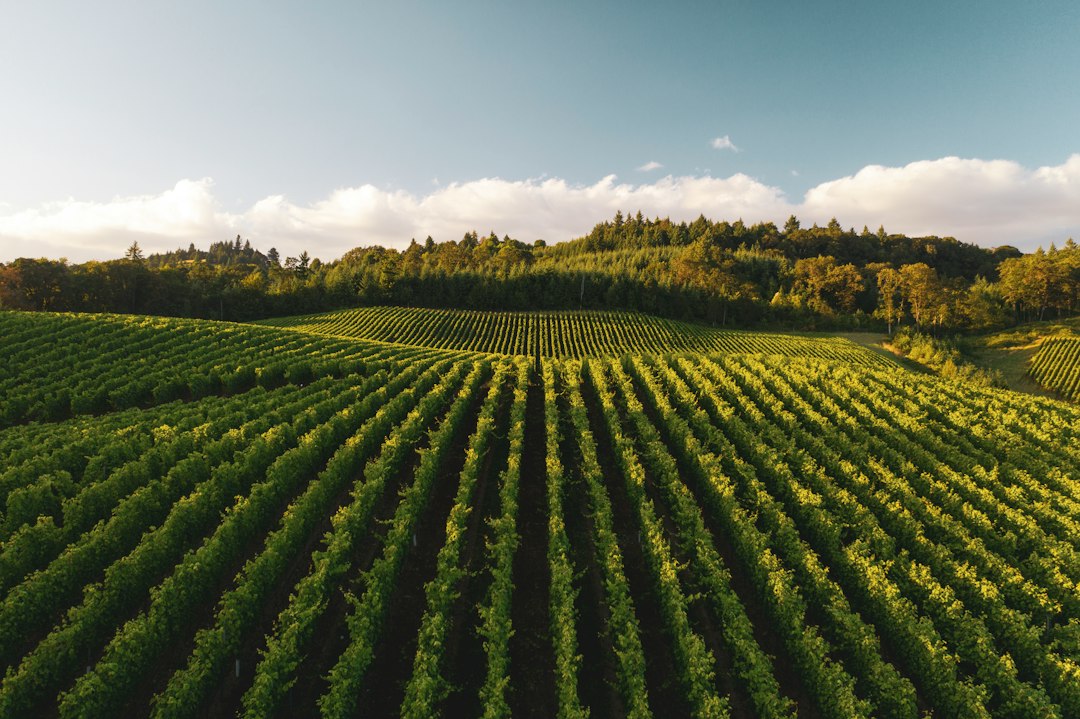 Vineyard Management Software: 9 Checks from Block Records to Harvest