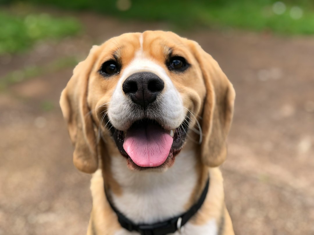 Pet Sitting Software: 10 Features for Reliable Visits, Scheduling, and Client Care