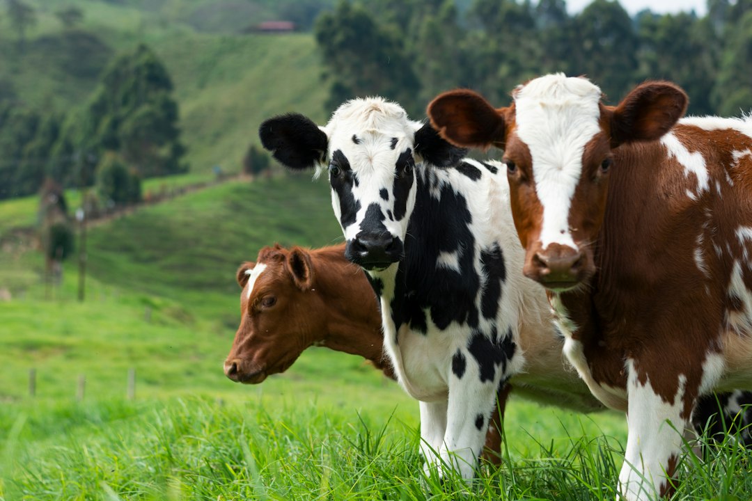 Livestock Management Software: Keep Animal Records Useful in the Field