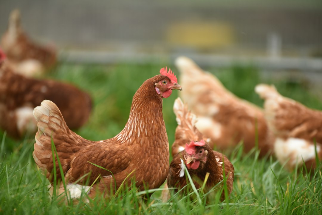 Poultry Management Software: 9 Checks for Flock, Feed, and Production Records