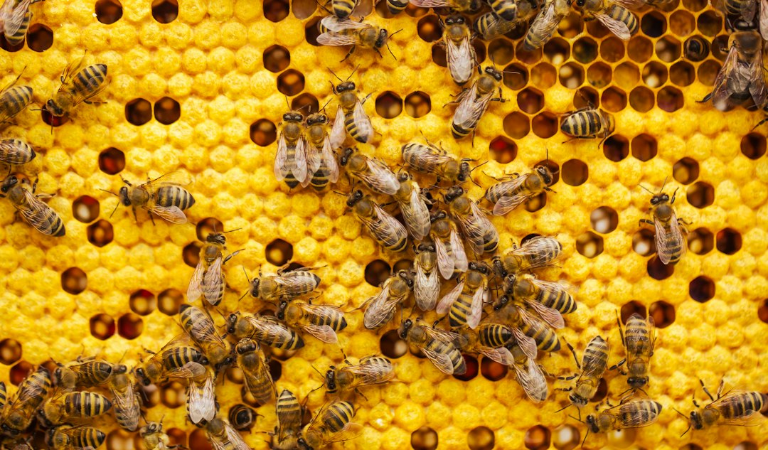 Beekeeping Software: 9 Records That Improve Your Next Hive Visit