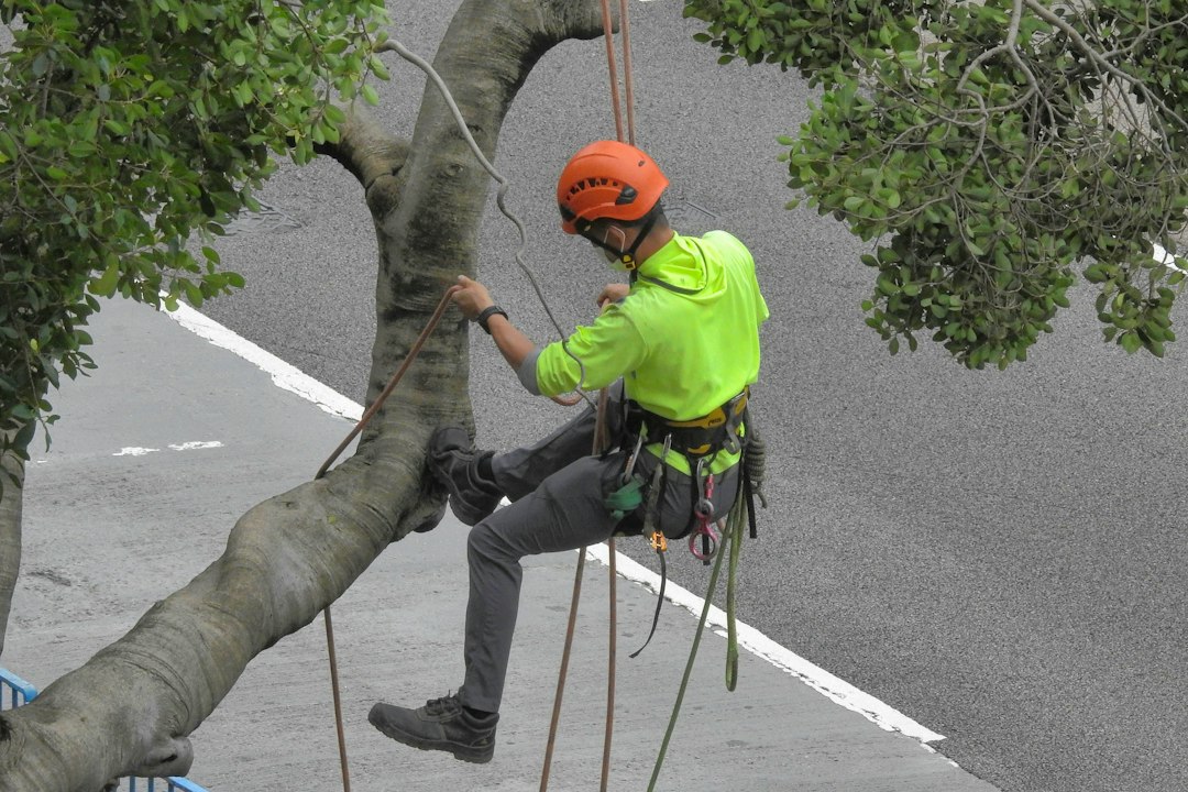 Tree Risk Assessment Form: ISA Downloads and Field Record Checks