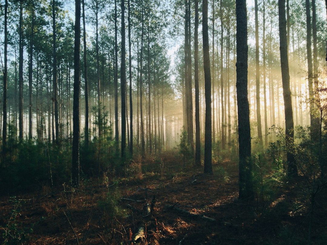 Forestry Software: Connect Forest Inventory, Work Plans, and Harvest Records