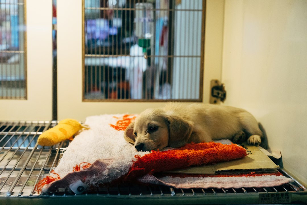Animal rescue software: 8 Features, Real-World Examples, and Buying Checks