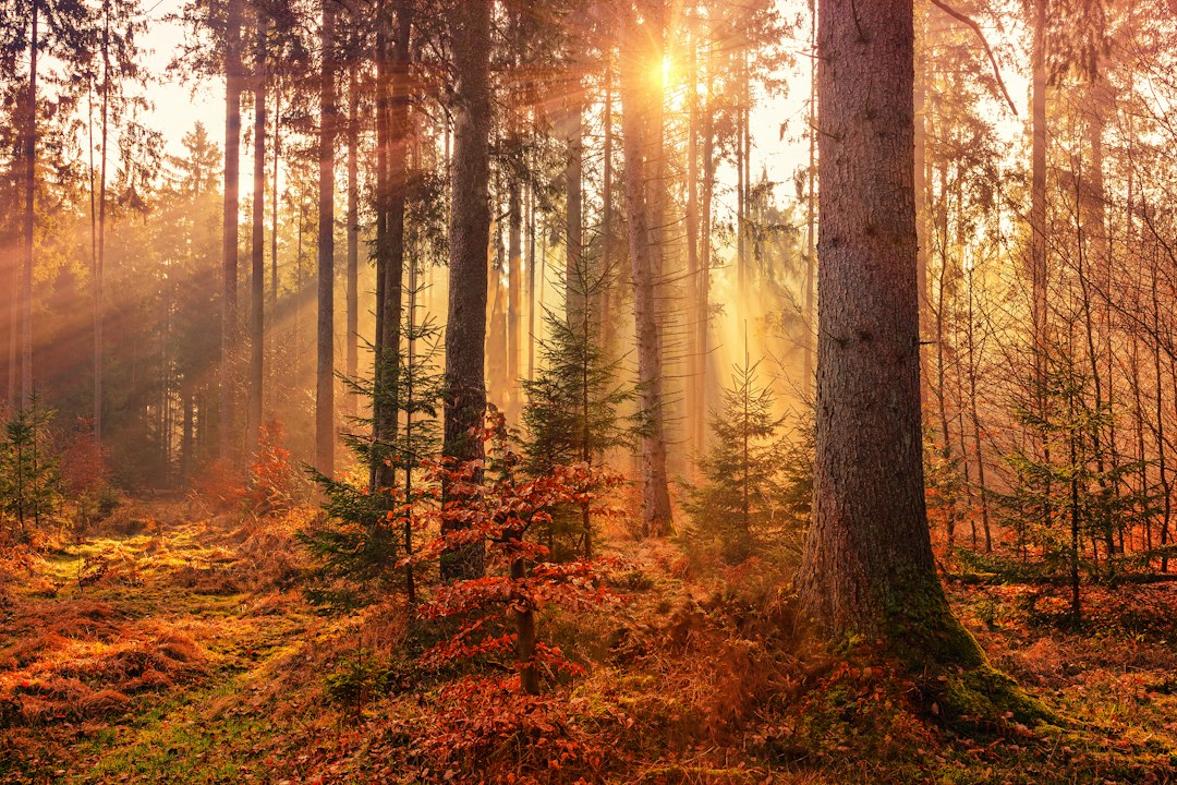 vegetation management software: 8 Workflows to Test Before You Choose