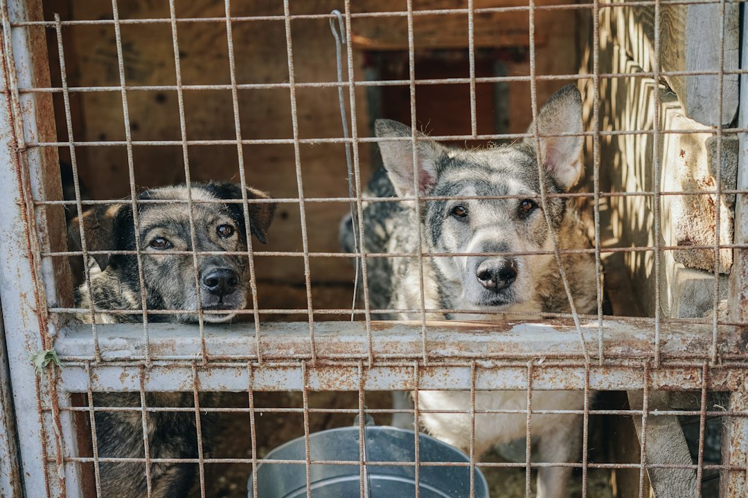 Animal Shelter Management Software: 10 Checks from Intake to Outcome