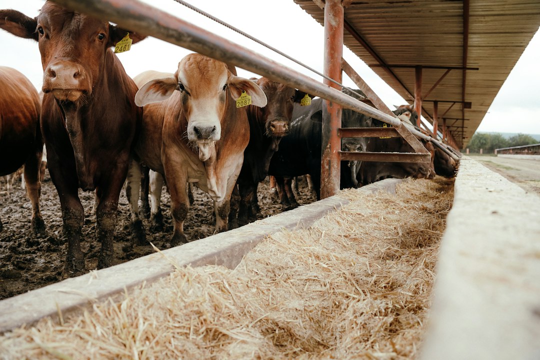 Feedlot Management Software: Connect Cattle Groups, Feed Deliveries, and Lot Costs