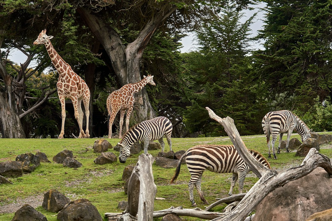 Zoo Management Software: Connect Animal Identity, Daily Records, and Care-Team Handoffs