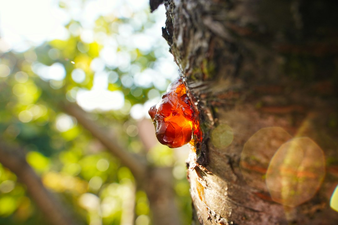 SAP PLM: 9 Decisions for Product Data, BOMs, and Engineering Change