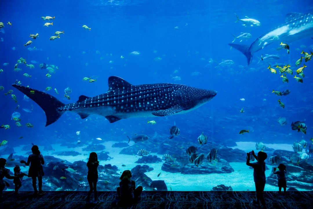 Aquarium Management System: 9 Capabilities for Animal Care, Water Quality, and Operations