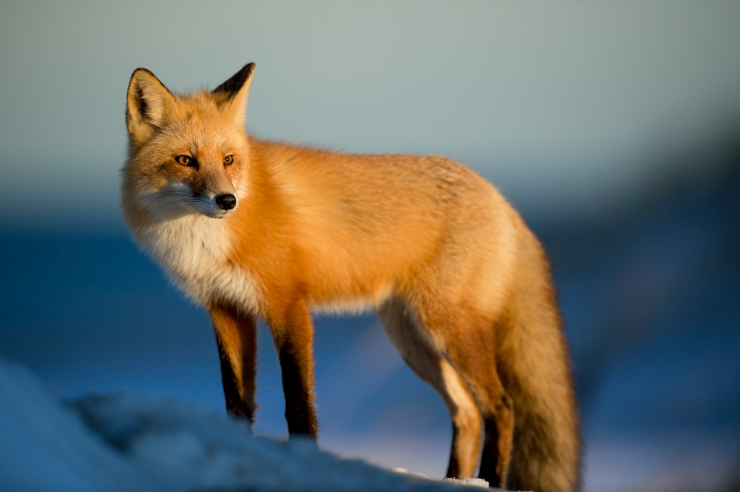 Wildlife Management Software: Turn Field Observations into Reviewable Conservation Records