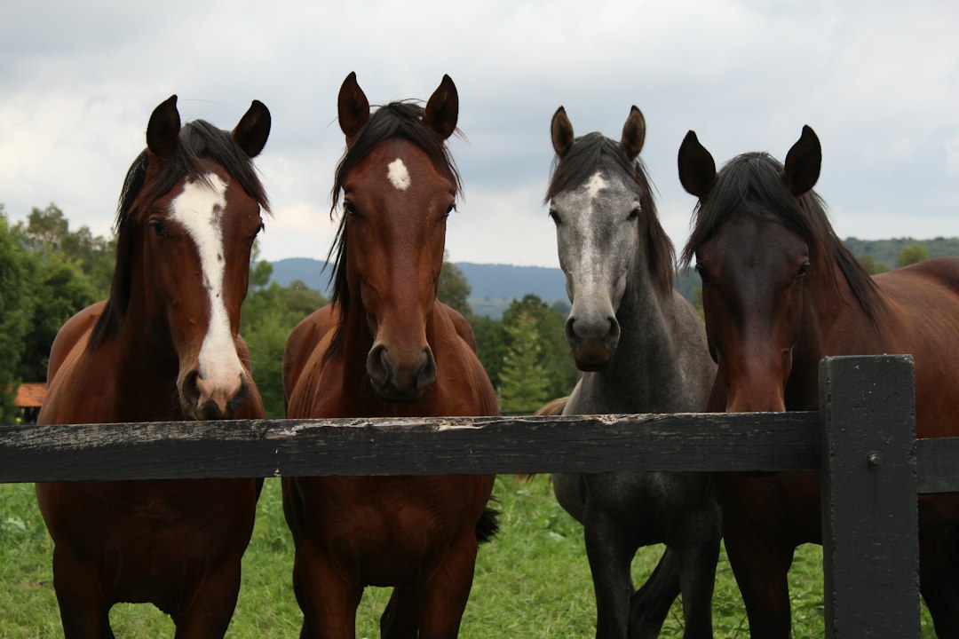 Horse Management Software: 10 Checks for Stable Tasks, Owners, and Billing